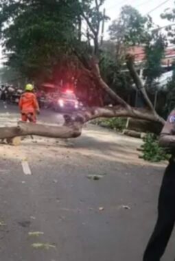 Pohon Tumbang di Mojoroto Kediri Berhasil Dievakuasi Polisi, Arus Lalu Lintas Kembali Normal