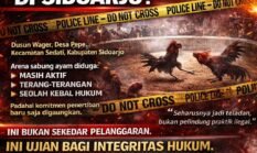 PERJUDIAN SABUNG AYAM DIDUGA DIBACKING OKNUM APARAT: HUKUM SEAKAN TUMPUL DI SIDOARJ